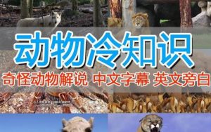 外面卖1699的国外纪录片解说（动物解说、美食、动画片）稳过中视频-沐风资源库